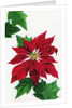 Vintage Illustration of Christmas Poinsettia by Anonymous