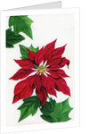 Vintage Illustration of Christmas Poinsettia by Anonymous