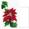 Vintage Illustration of Christmas Poinsettia by Anonymous