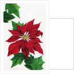Vintage Illustration of Christmas Poinsettia by Anonymous