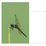 Dragonfly by Anonymous