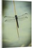 Dragonfly by Anonymous