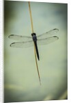Dragonfly by Anonymous
