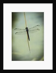 Dragonfly by Anonymous