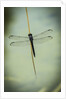 Dragonfly by Anonymous