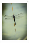 Dragonfly by Anonymous
