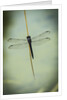 Dragonfly by Anonymous