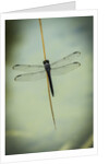 Dragonfly by Anonymous