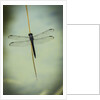 Dragonfly by Anonymous