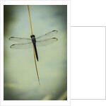 Dragonfly by Anonymous