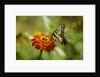 Swallowtail Butterfly by Anonymous