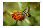 Swallowtail Butterfly by Anonymous