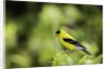 American Goldfinch by Anonymous