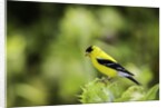 American Goldfinch by Anonymous