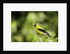 American Goldfinch by Anonymous