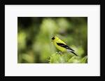 American Goldfinch by Anonymous