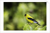American Goldfinch by Anonymous