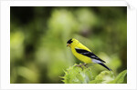 American Goldfinch by Anonymous