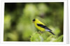 American Goldfinch by Anonymous
