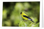 American Goldfinch by Anonymous