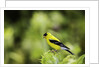 American Goldfinch by Anonymous
