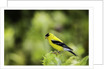 American Goldfinch by Anonymous