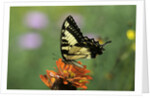 Swallow-tailed Burtterfly by Anonymous
