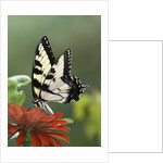 Swallow-tailed Burtterfly by Anonymous