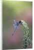 Dragonfly by Anonymous