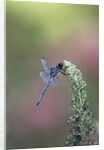 Dragonfly by Anonymous