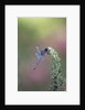 Dragonfly by Anonymous