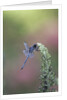 Dragonfly by Anonymous