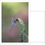 Dragonfly by Anonymous