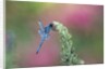 Dragonfly by Anonymous