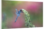 Dragonfly by Anonymous
