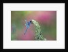 Dragonfly by Anonymous