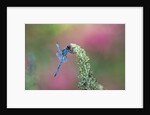 Dragonfly by Anonymous