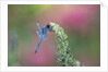 Dragonfly by Anonymous