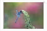 Dragonfly by Anonymous