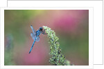 Dragonfly by Anonymous