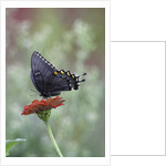 Swallow-tailed Burtterfly by Anonymous