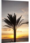 Palm tree along sea promenade, Playa de las Americas, Tenerife, Canary Islands, Spain by Anonymous