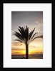 Palm tree along sea promenade, Playa de las Americas, Tenerife, Canary Islands, Spain by Anonymous