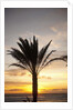 Palm tree along sea promenade, Playa de las Americas, Tenerife, Canary Islands, Spain by Anonymous