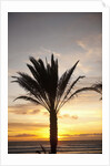 Palm tree along sea promenade, Playa de las Americas, Tenerife, Canary Islands, Spain by Anonymous