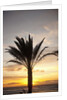 Palm tree along sea promenade, Playa de las Americas, Tenerife, Canary Islands, Spain by Anonymous