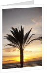Palm tree along sea promenade, Playa de las Americas, Tenerife, Canary Islands, Spain by Anonymous