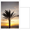 Palm tree along sea promenade, Playa de las Americas, Tenerife, Canary Islands, Spain by Anonymous