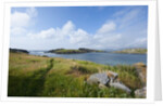 Ballydonegan Bay, Ring of Kerry, Kerry County, Ireland by Anonymous