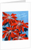 Vintage Illustration of Christmas Poinsettias by Anonymous